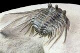 Kettneraspis Prescheri Trilobite - Long Occipital Spine #74880-4
